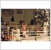 Galeria zdjęć: Międzyzdroje Seaside Boxing Show 2009. Link otwiera powiększoną wersję zdjęcia.