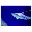 Galeria zdjęć: Oceanarium. Link otwiera powiększoną wersję zdjęcia.