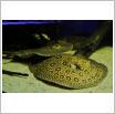 Galeria zdjęć: Oceanarium. Link otwiera powiększoną wersję zdjęcia.