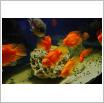 Galeria zdjęć: Oceanarium. Link otwiera powiększoną wersję zdjęcia.
