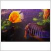 Galeria zdjęć: Oceanarium. Link otwiera powiększoną wersję zdjęcia.