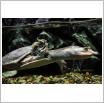 Galeria zdjęć: Oceanarium. Link otwiera powiększoną wersję zdjęcia.