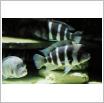 Galeria zdjęć: Oceanarium. Link otwiera powiększoną wersję zdjęcia.