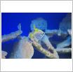 Galeria zdjęć: Oceanarium. Link otwiera powiększoną wersję zdjęcia.